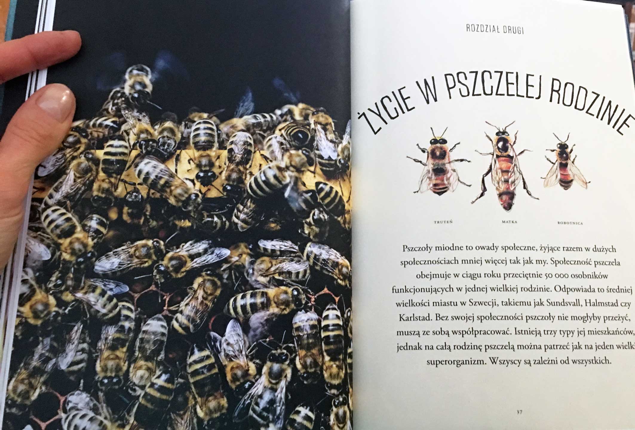 Pszczoły. Opowieść o pasji i miłości do najważniejszych owadów na świecie