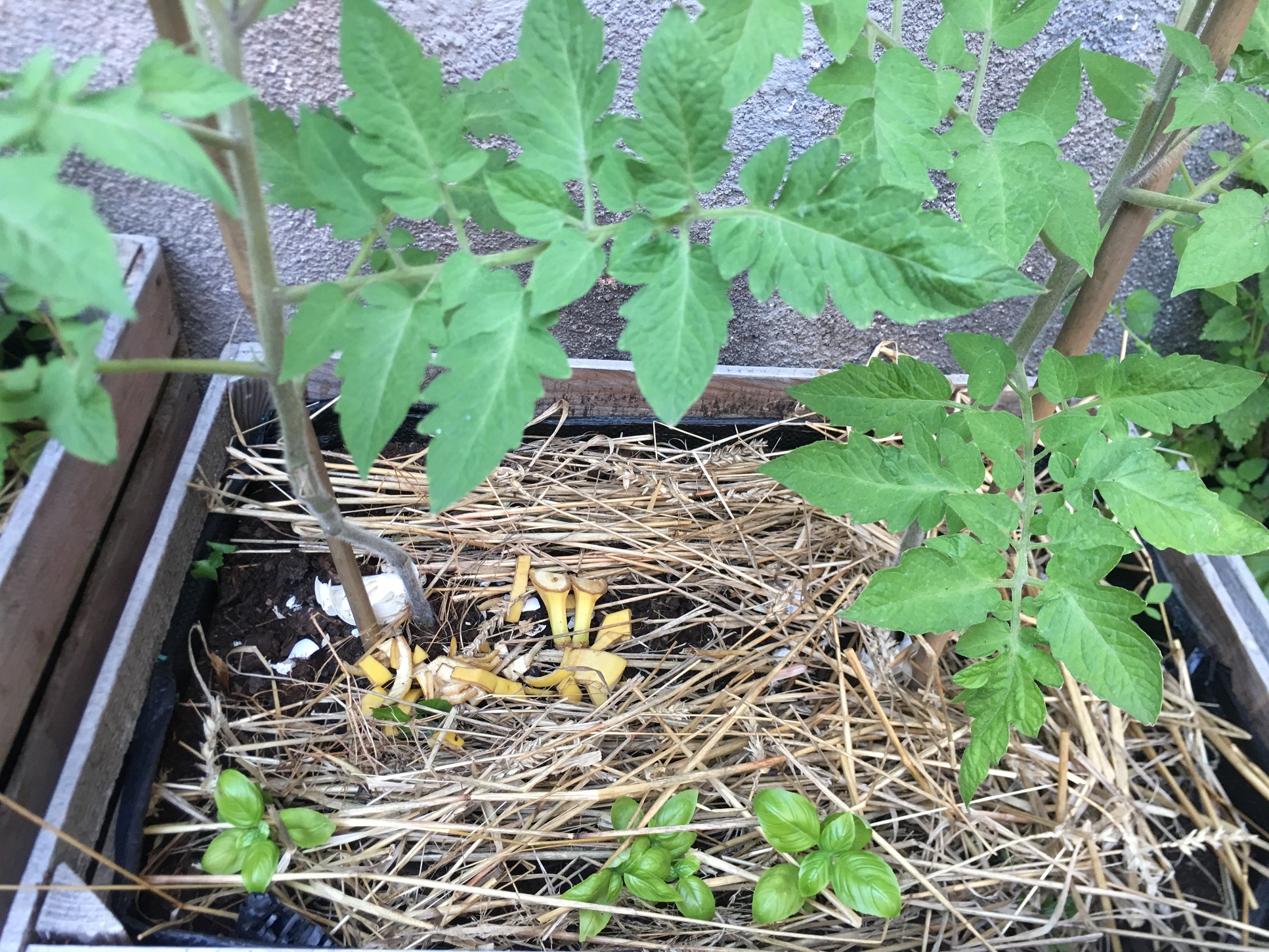 zero waste w ogrodzie pomidory