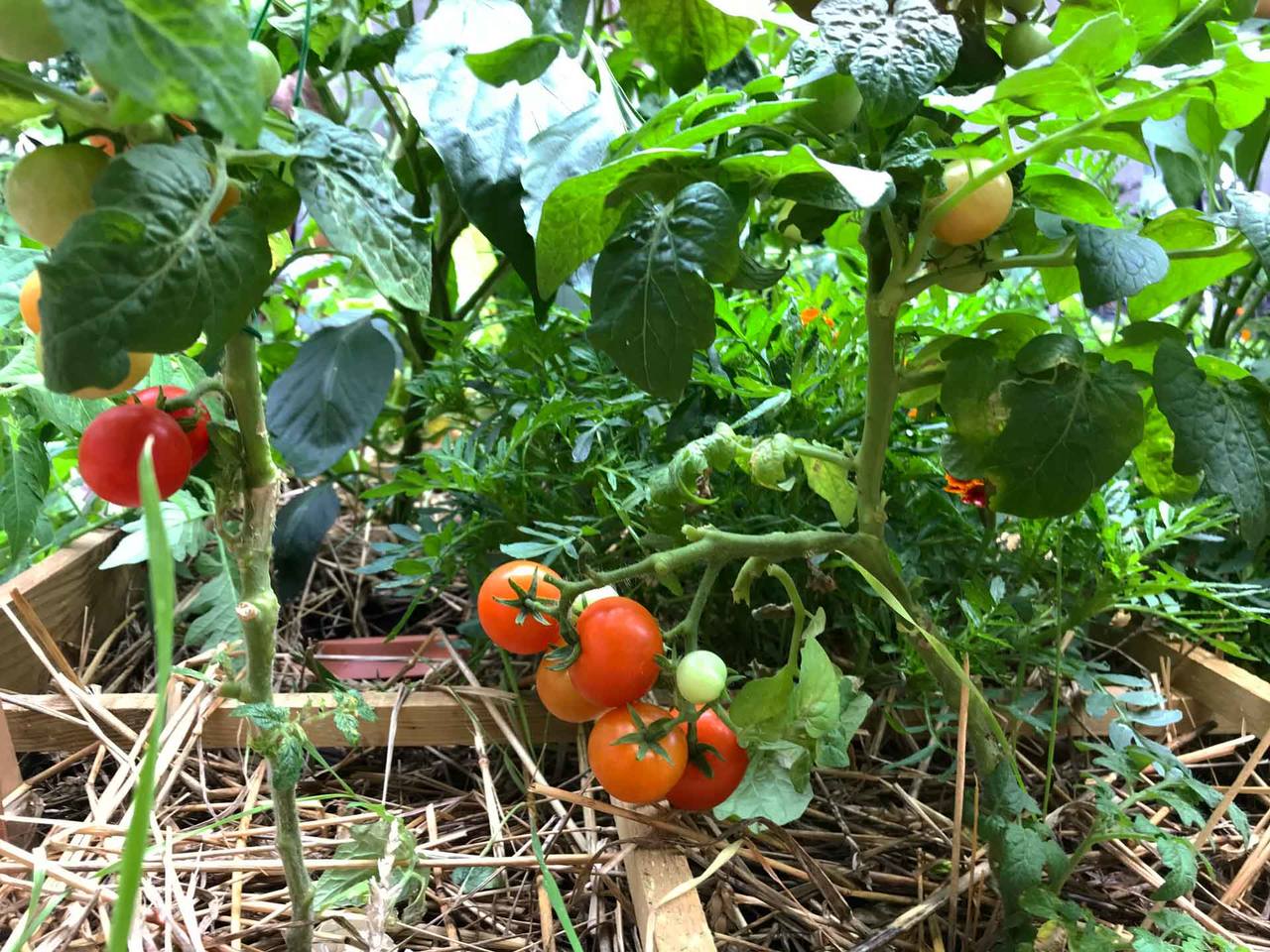 Pomidory w doniczce