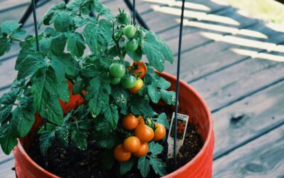 Jak uprawiać pomidory na balkonie?